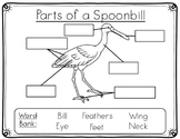 Spoonbill Anatomy Labeling- The Parts of a Spoonbill