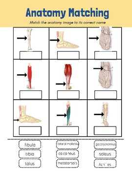 Preview of Sports Med- Lower Leg labeling & injury research