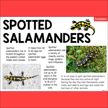 Spotted Salamander Information Text Facts About Salamanders Amphibians