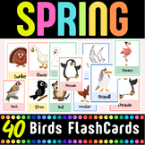 Fun Day Before Spring Break Activities | 40 birds name flashcards