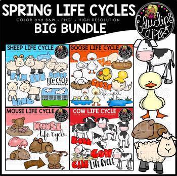 Preview of Spring Animals Life Cycles Clip Art Bundle {Educlips Clipart}