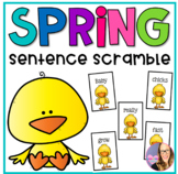 Spring Chicks Sentence Scramble