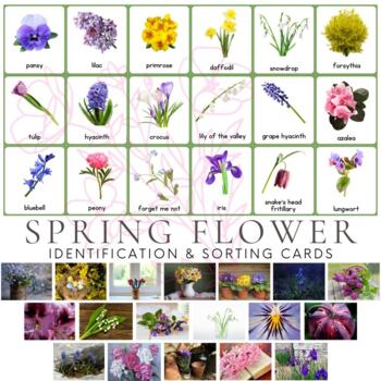 Spring Flower 3-Part Identification Cards & Extensions by Mama Montessaurus