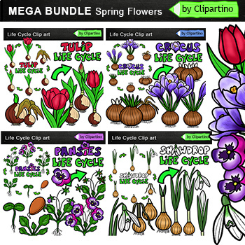 Preview of Spring Flowers Life Cycle Clip Art BUNDLE /Commercial use