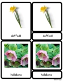 Spring Flowers Montessori Three-Part Cards