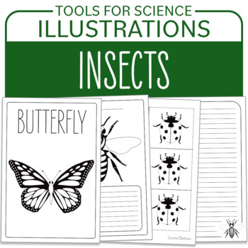 Preview of Spring - Insects Illustrations Tool for Unit Study - Coloring Printable