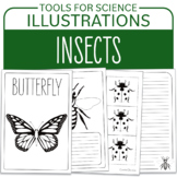 Spring - Insects Illustrations Tool for Unit Study - Color