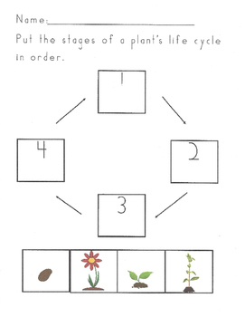 Plants Activities by Fun in Kindergarten | Teachers Pay Teachers