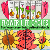 Spring and summer flowers plant life cycles cut and paste 