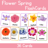 Spring flowers vocabulary flashcards | Spring Activity