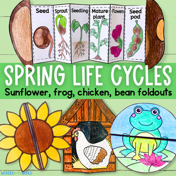 Preview of Spring life cycles foldable sequencing activities - bean sunflower chicken frog