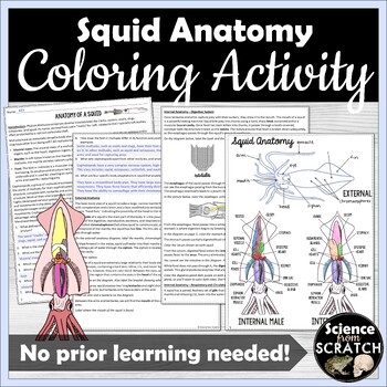 Preview of Squid Anatomy Coloring Activity | Mollusca | Zoology | Dissection Prep or Review