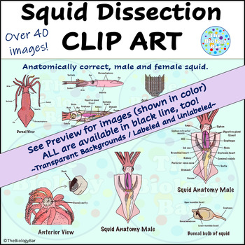 Preview of Squid Dissection Clip Art