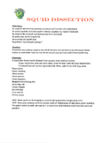 Squid Dissection Eco Friendly