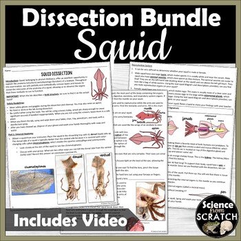 Preview of Squid Dissection Lab & Activity Bundle - High School or Middle School - Zoology