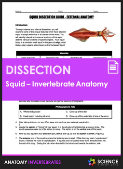 Preview of Squid Dissection Lab Activity to Study Invertebrate Anatomy for Loligo Vulgaris