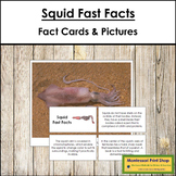 Squid Fast Facts - Montessori Zoology Cards & Pictures