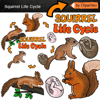 Preview of Squirrel Life Cycle Clip art Commercial use