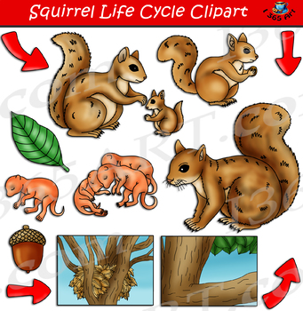 Preview of Squirrel Life Cycle Clipart