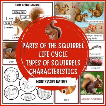 Preview of Squirrel Life Cycle and Parts of a Squirrel Montessori 3 Part Cards