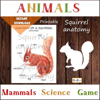 Preview of Squirrel anatomy, body parts, diagram of a squirrel, Biology teacher