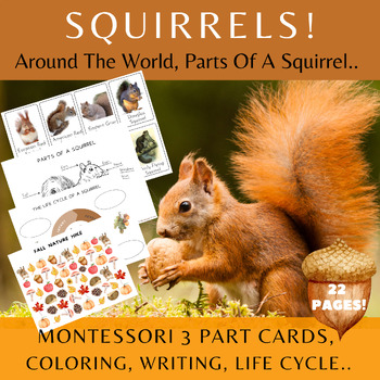 Preview of Squirrels/Montessori 3 Part+Info Cards/Parts+Life Cycle Of A Squirrel/Activities