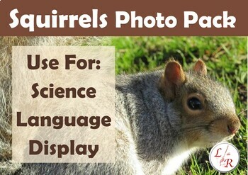 Preview of Squirrels Photo Pack