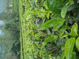 Srilanken upcountry tea bushes
