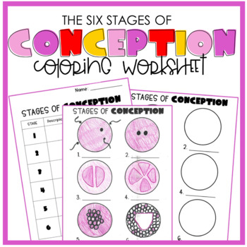Preview of Stages of Conception Coloring/Labeling Worksheet