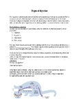 Stages of Digestion worksheet