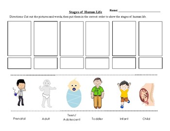 Stages of Human Life - Cut and Paste Activity by Mrs Mosiers Store