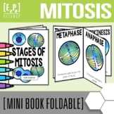 Stages of Mitosis Cell Division Notes Mini Book Science Foldable