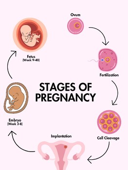 Preview of Stages of Pregnancy Poster