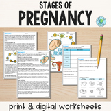 Stages of Pregnancy - Reading Comprehension Worksheets