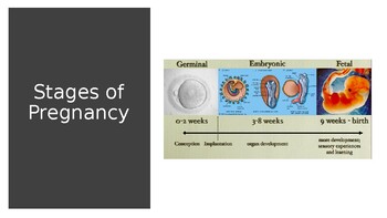 Preview of Stages of Pregnancy Powerpoint (plus "A Healthy Pregnancy" WS)