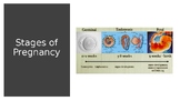 Stages of Pregnancy Powerpoint (plus "A Healthy Pregnancy" WS)