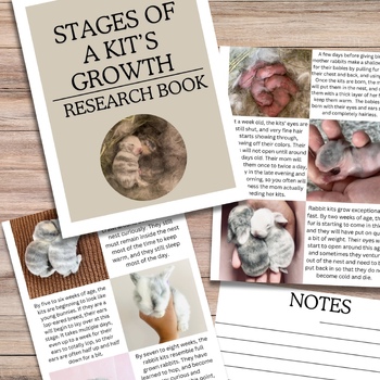 Preview of Stages of a Kit’s Growth Research Book