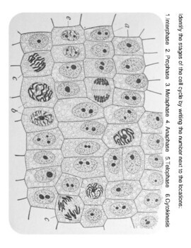 Stages of the Cell Cycle Graphic Organizer with Application! | TPT