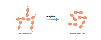 Preview of Starch Digestion. Amylase Enzyme Effect on Starch Molecule. Maltose Formation