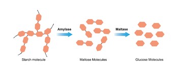 Preview of Starch Digestion. Amylase and Maltase Effect on Starch Molecule. glucose maltose