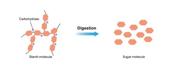 Preview of Starch Digestion. Hydrocarbase Enzyme Effect on Starch Molecule