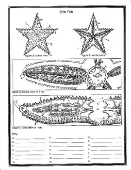 Preview of Starfish Anatomy and Simulated Dissection Worksheet