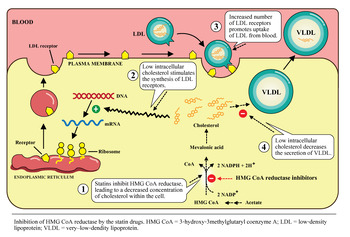 Preview of Statin mechanism