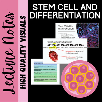 Preview of Stem Cell and Cell Differentiation PPT