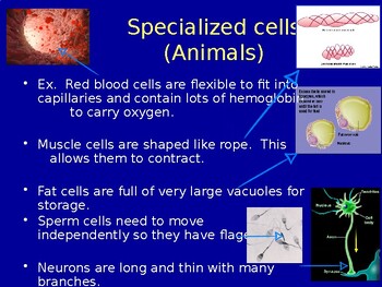 Preview of STEM CELLS, SPECIALIZED CELLS, CANCER Biology Ppt Grade 10 Science Power Point