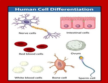 Preview of Stem cell and Cell Differentiation pdf