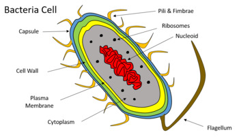 Preview of Step By Step Bacteria Cell Illustration