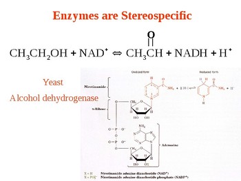 Preview of Step By Step Review of Enzyme Catalysis (Presentation and Handout)