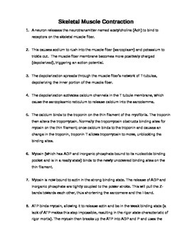 Preview of Step by Step Quick Review of Skeletal Muscle Contraction (Study Aid / Handout)