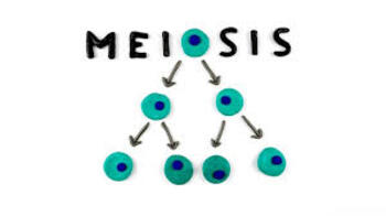 Preview of Steps of Meiosis Quiz/Test (middle school)